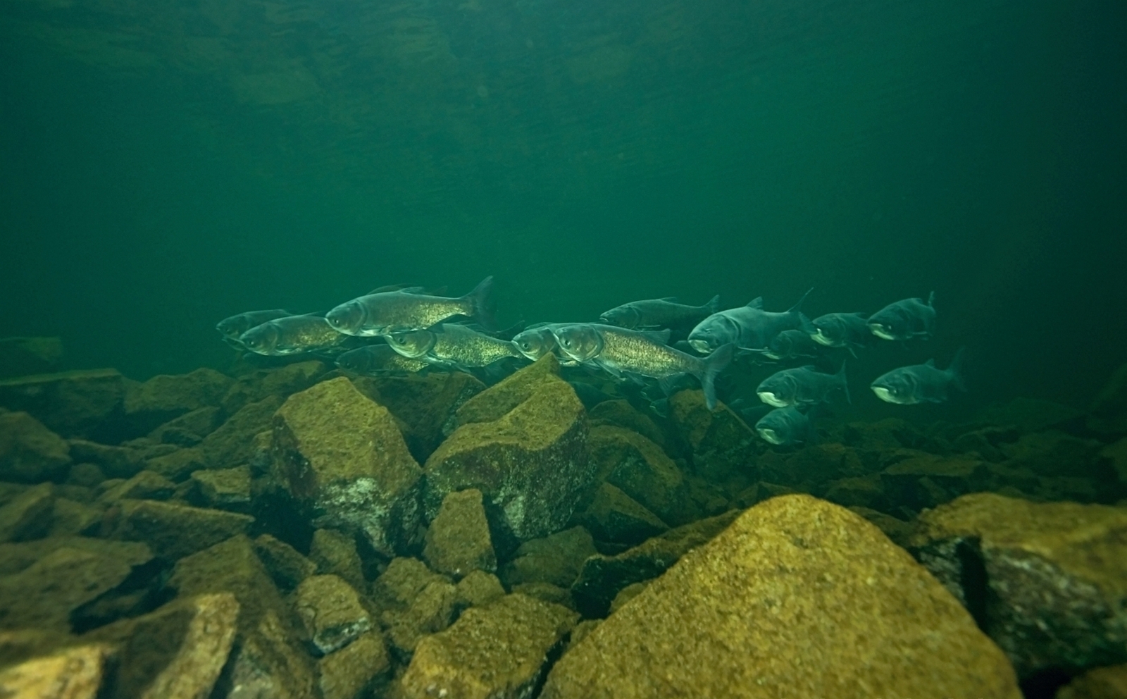 Hypophthalmichthys nobilis (Richardson, 1845)